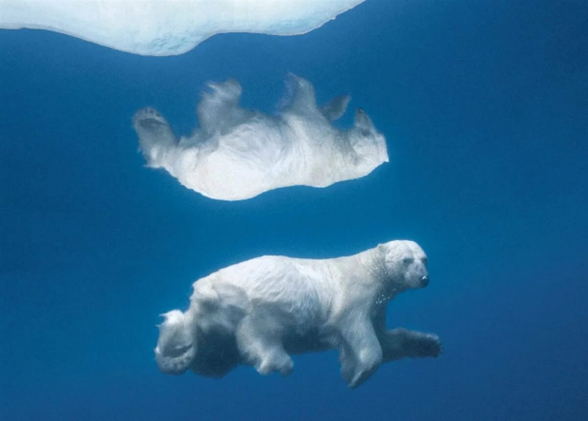 Paul Nicklen фотограф. Северный Ледовитый океан белый медведь. Пол Никлен Полярная одержимость. Пауль Никлен Антарктика.