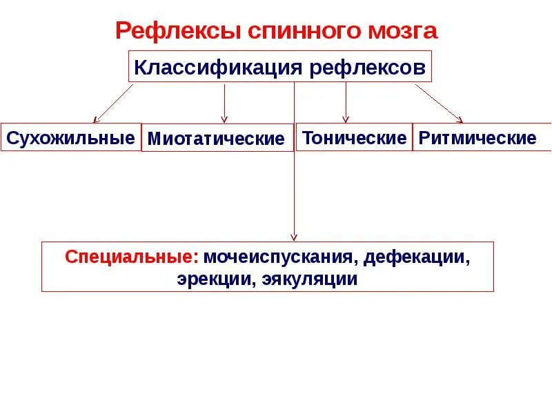 Спинальные соматические рефлексы. Классификация соматических рефлексов спинного мозга. классификация рефлексов спинного мозга. классификация спинальных рефлексов. рефлексы спинного мозга таблица физиология.