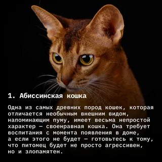 Самые опасный кошачий