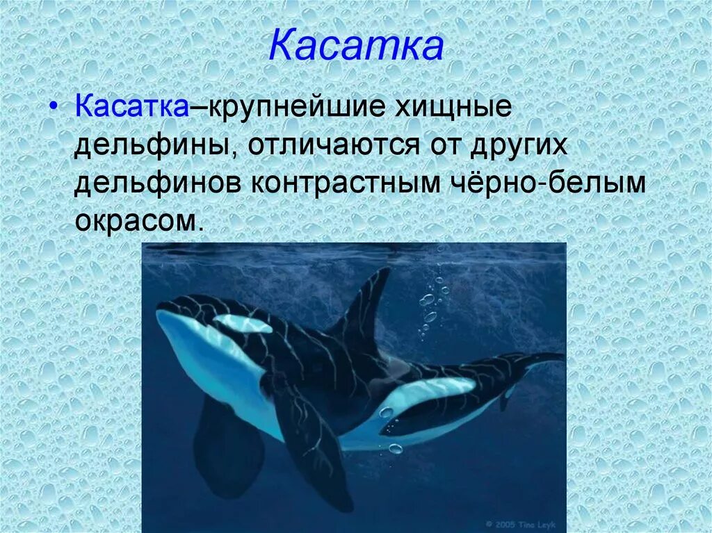 Касатка презентация. Касатка характеристика. Информация о касатке. Строение касатки. Касатка кратко