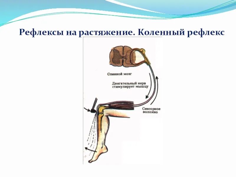 Коленный рефлекс физиология описание. Коленный рефлекс норма измерения. Схема коленного рефлекса физиология. Эффектор коленного рефлекса.