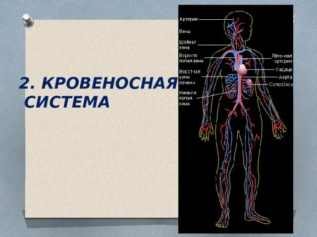 Презентация к уроку окружающего мира на тему: "Организм человека" - начальные кл