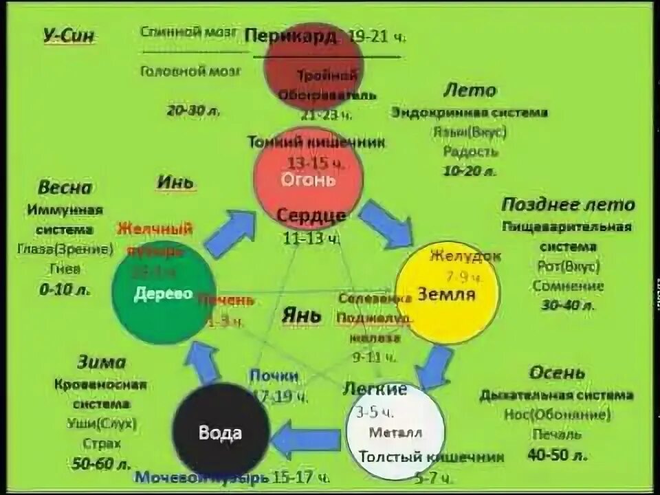 Китайская медицина органы. Теория у-син пять первоэлементов. Круг у-син 5 элементов. Круг Усин эндокринная система. Теория Усин.