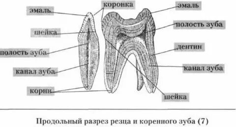 Анатомическая шейка зуба