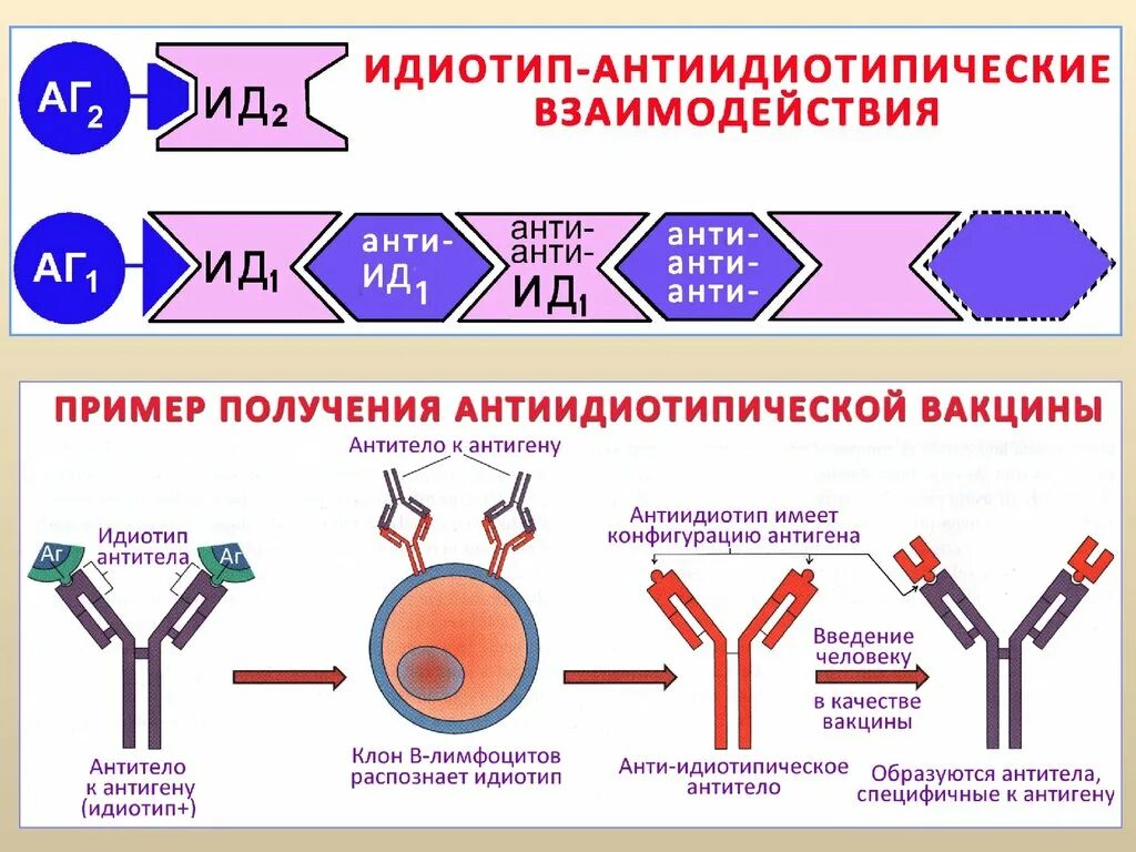 Антигены антитела иммунный ответ. Антиидеопатические вакцины. Антиидиотипические антитела. Идиотип антиидиотипическое взаимодействие. Антиилиопаиические вакцины.