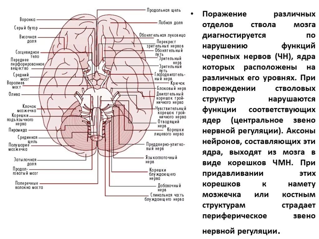 От головного мозга отходят черепно мозговые нервы. Основание головного мозга, выход 12 пар черепных нервов. Топография Корешков черепно-мозговых нервов. 12 Пар черепных нервов название функции. Черепные нервы локализация ядер.