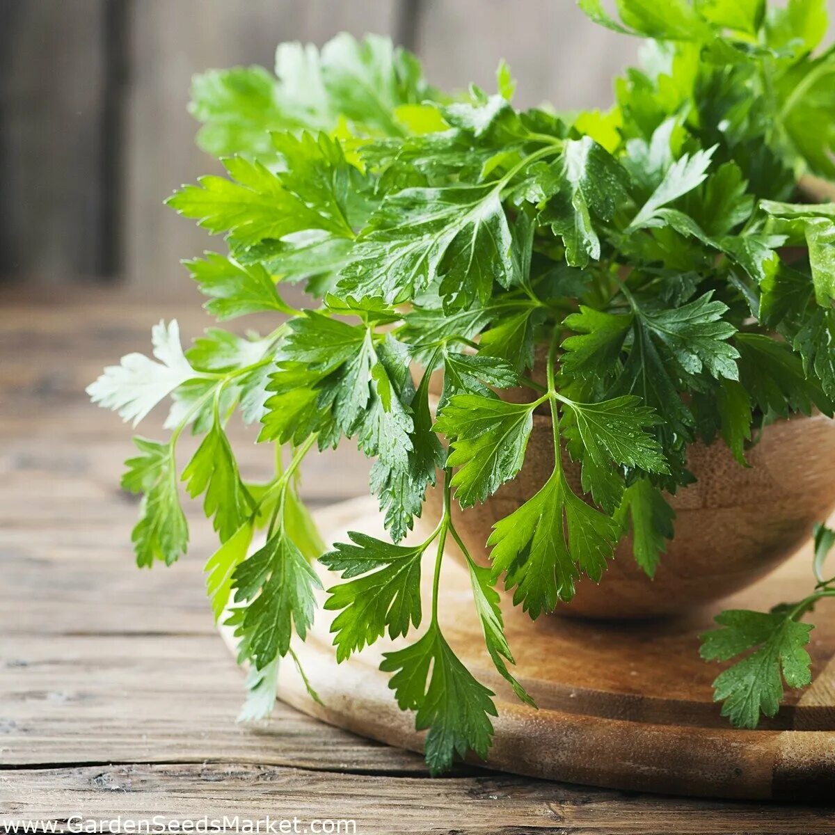 Петрушка parsley. Петрушка кориандр кинза. Зелень кинза (кориандр). Петрушка растение.