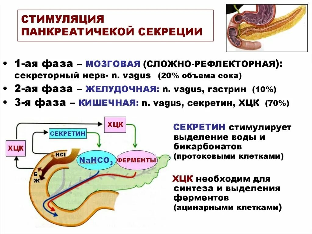 Регуляция секреции поджелудочной железы схема. Схема секреции панкреатического сока. Мозговая фаза желудочной секреции схема. Схема регуляция поджелудочной железы физиология.