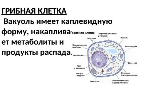 Целлюлоза в клетках гриба