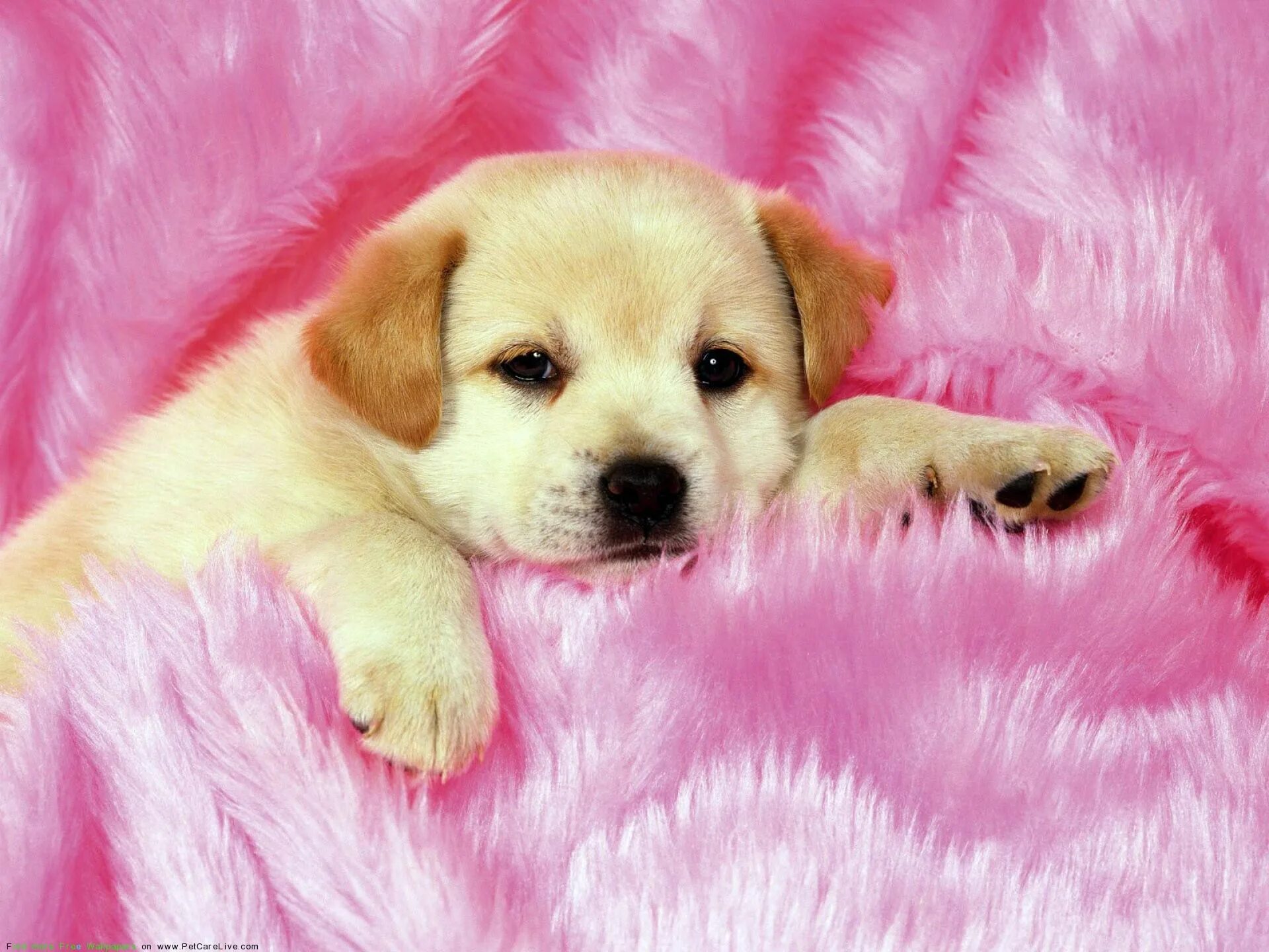 "Cute animals" - image created in Shedevrum