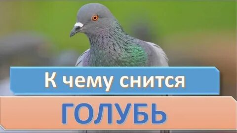 К чему снится голубь во сне мужчине
