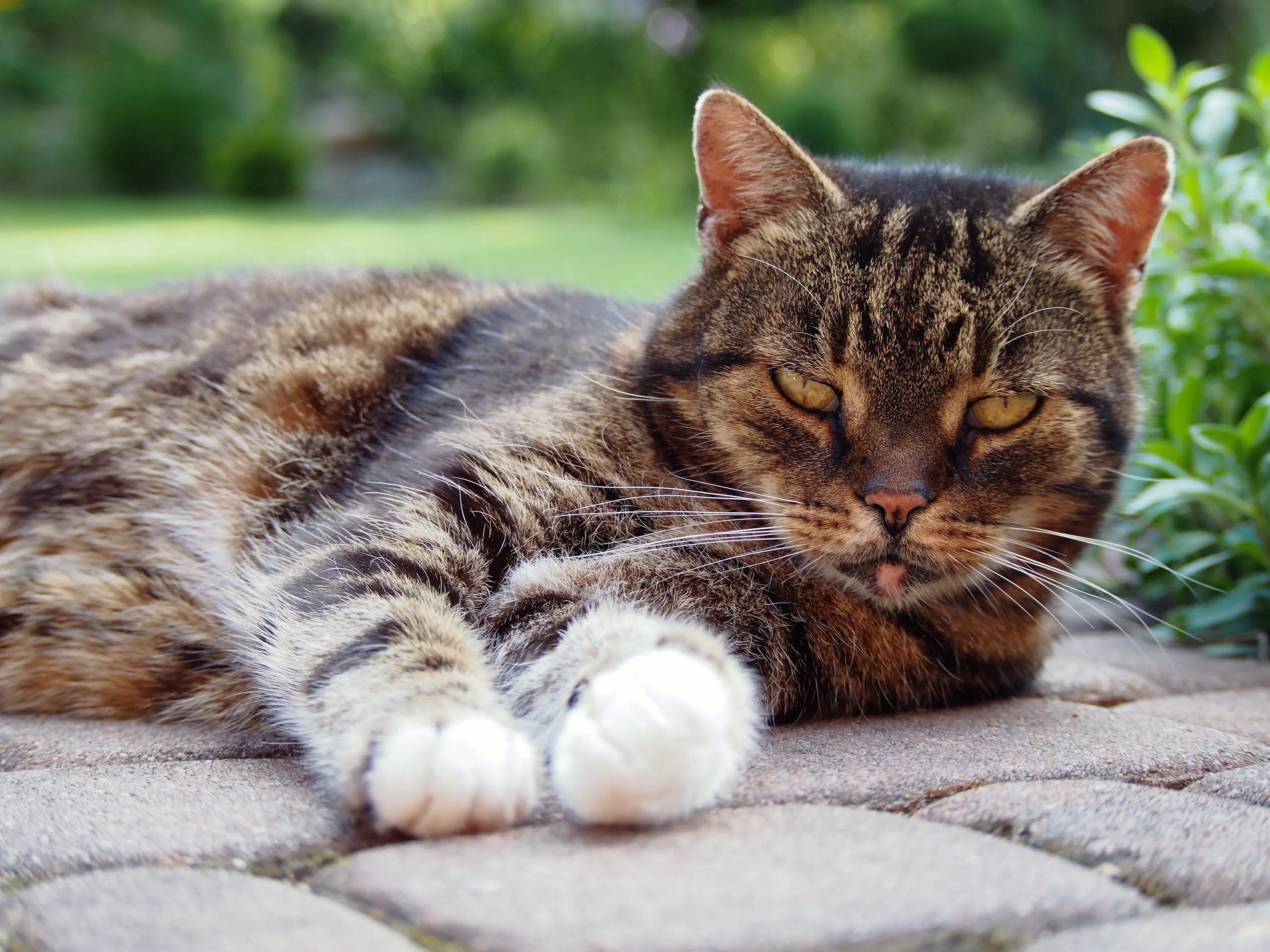 Кот лежит. Лежачий кот. кошка домашняя. вальяжный кот.