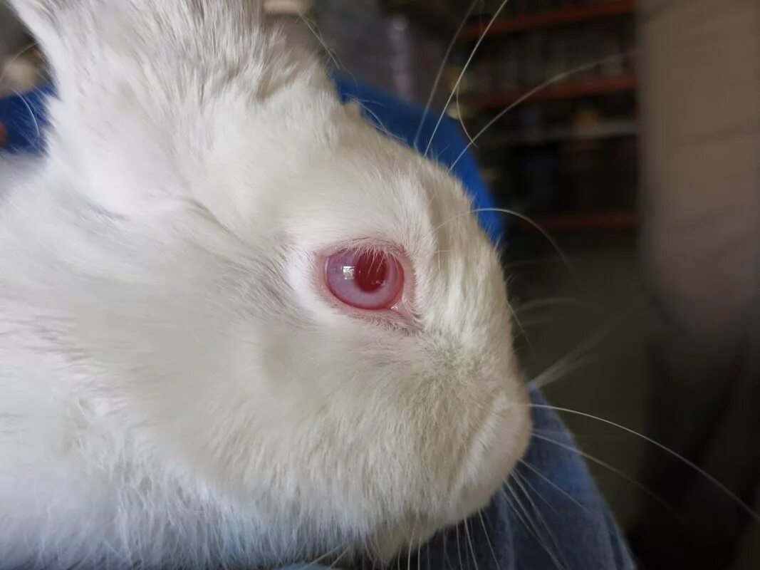 вислоухий баран альбинос. глаза зайца. вайт рэббит заяц белый. кролики породы альбинос. глаза кролика.