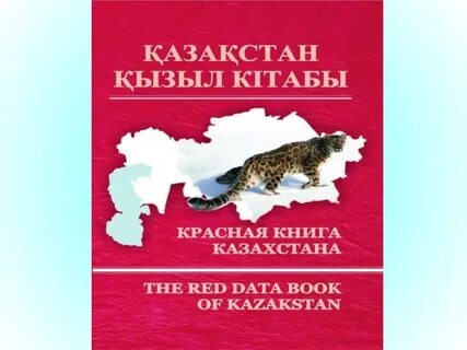 Кызыл казахский