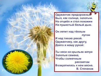 День одуванчика в доу отчет