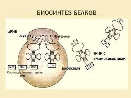 Белки не синтезирующиеся в организме называются