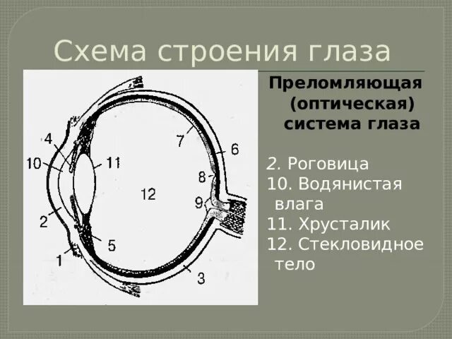 Названия оптических структур глаза преломляющих рассмотрите рисунок. Схемы строения стекловидного тела глаза. преломляющие структуры глаза. структуры глаза преломляющие свет. схема глаза стекловидное тело.