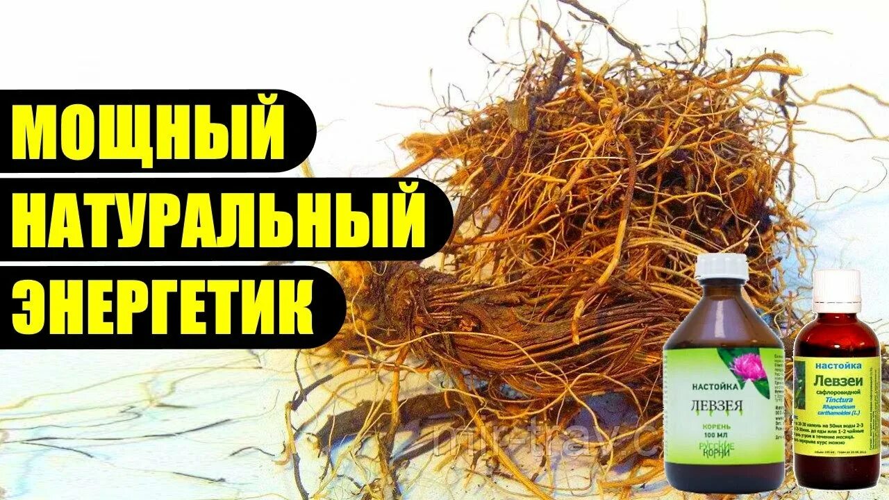 Элеутерококк сидячецветковый. Растительные адаптогены. Женьшень адаптоген. Элеутерококк для потенции. Экстракт для иммунитета.