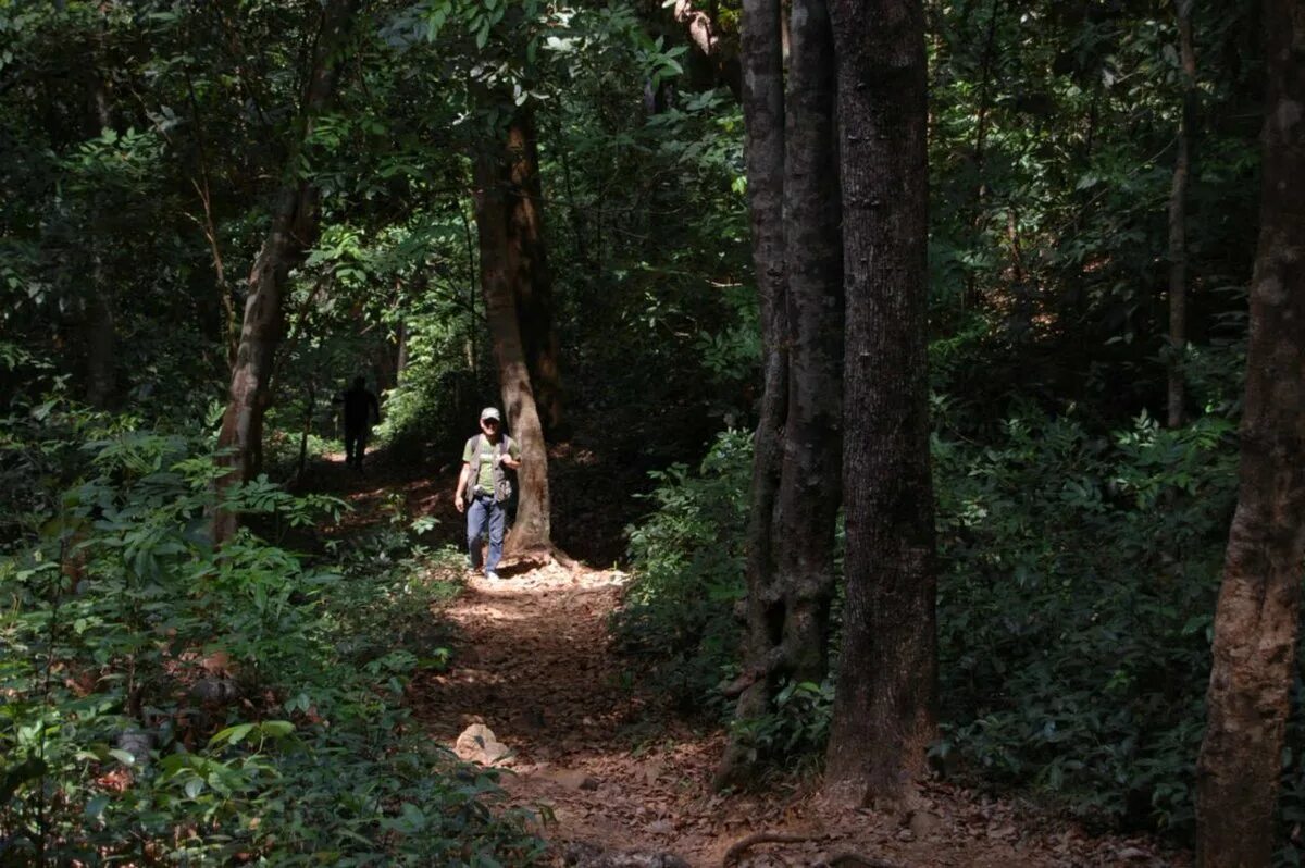 Лесные опасности заблудился в лесу. Заблудившиеся в лесу 4. Заблудший в лесу. Мертвые леса сахалина. Заблудившиеся в лесу 4.