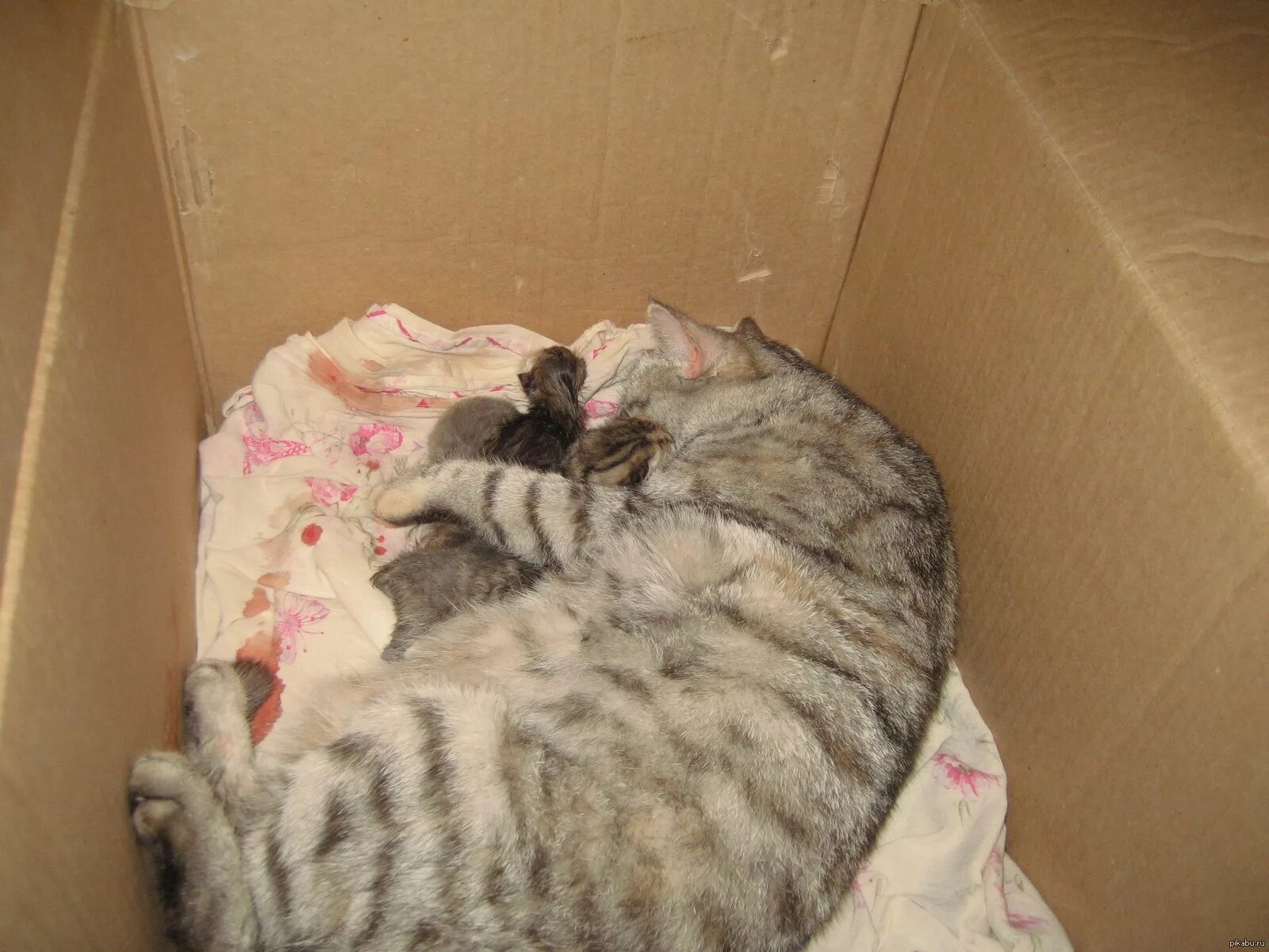 Кошка в рожает коробке. Кошка рожает котят во сне. Мем кошка рожает котят. Котик я родился в коробке.