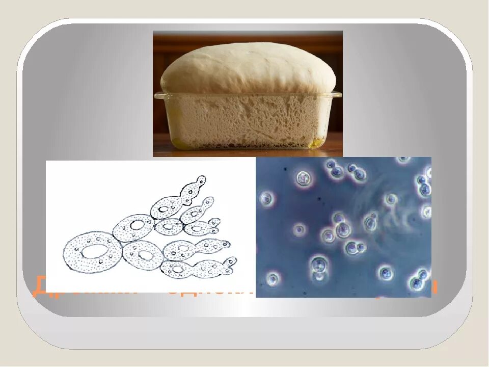 Признаки одноклеточных грибов. Одноклеточные дрожжевые грибы. Дрожжи грибы биология. Одноклеточные дрожжи. Дрожжи это одноклеточные микроорганизмы.