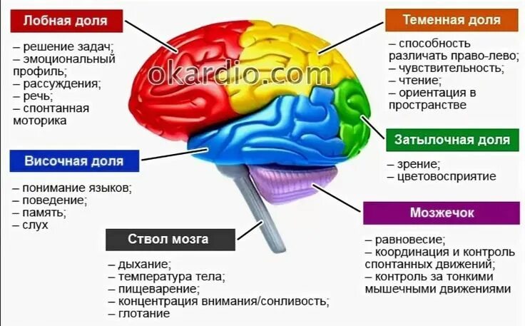 В каком отделе мозга находится центр регуляции