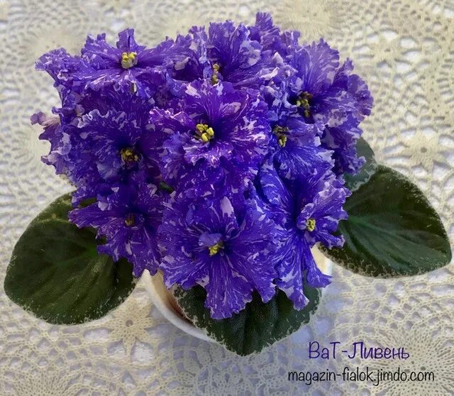 фиалка ливень. фиалка сорт ват ливень. фиалка ливень. фиалка сорт ват ливень. фиалка сорт сиреневый дождь.