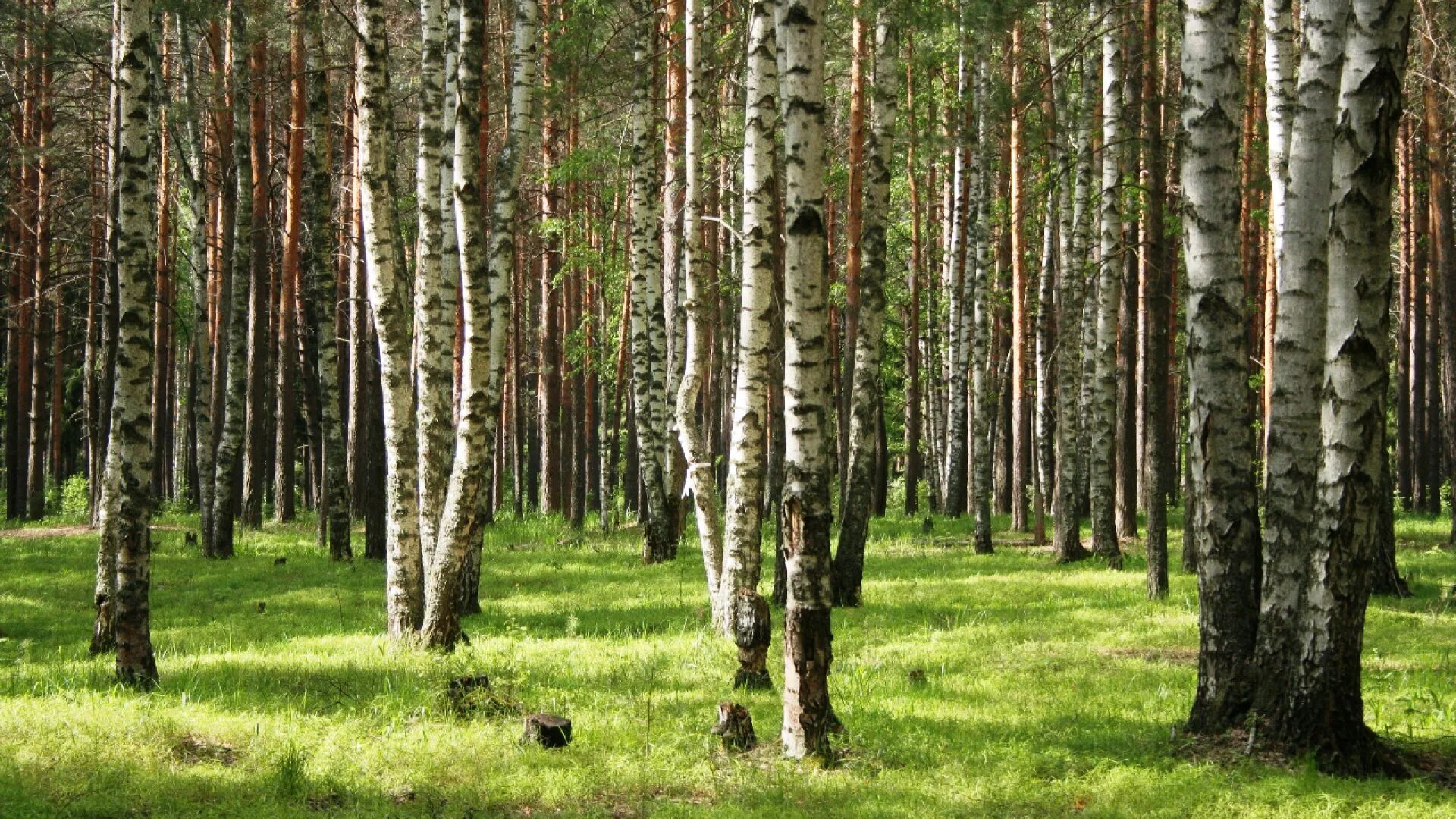 сосновый лес саранск. мордовский лес. сосновый бор золотая сопка. хвойные и широколиственные леса мордовии. леса саранск смольный.