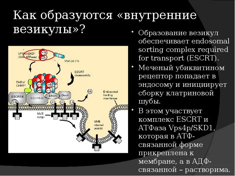 Почему образуются внутренние. Везикулы это в физиологии человека. Формирование везикулы. Механизм образования везикулы.