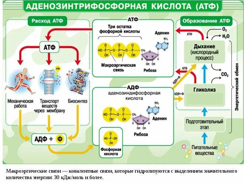 Функции кислот. Нуклеиновые кислоты атф 10 класс. плакаты по биологии атф. аденозинтрифосфорная кислота строение и функции. органические вещества атф строение.