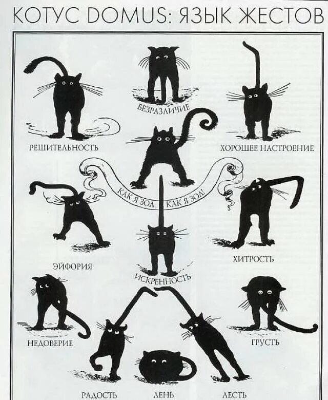 мужик начал понимать язык животных