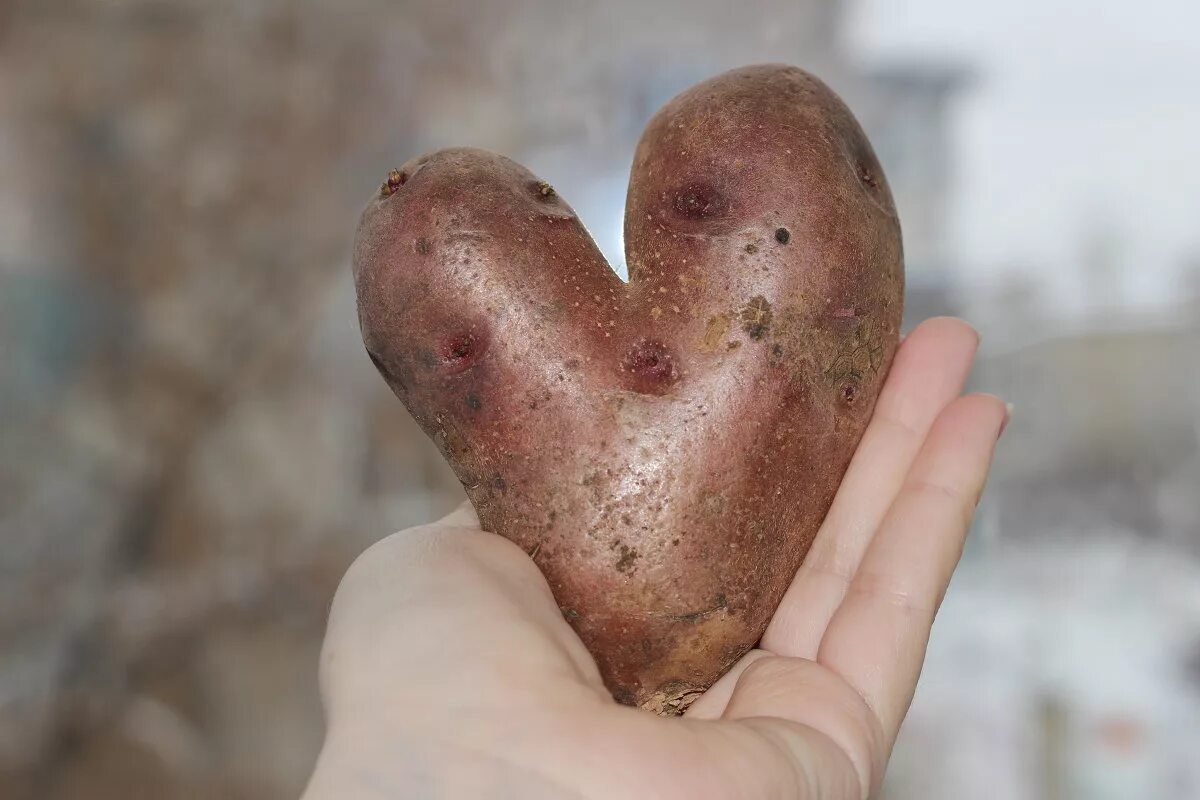 любовь не картошка не выбросишь в окошко