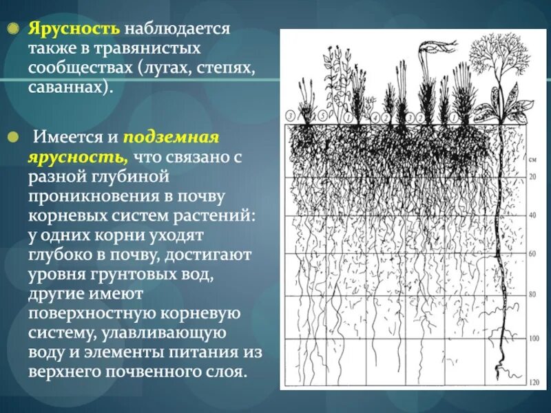 Подземная ярусность растений. Ярусность растительности Луговой степи. Ярусность подземного сообщества. Ярусность растительного сообщества. Структура растительного сообщества 7 класс тест