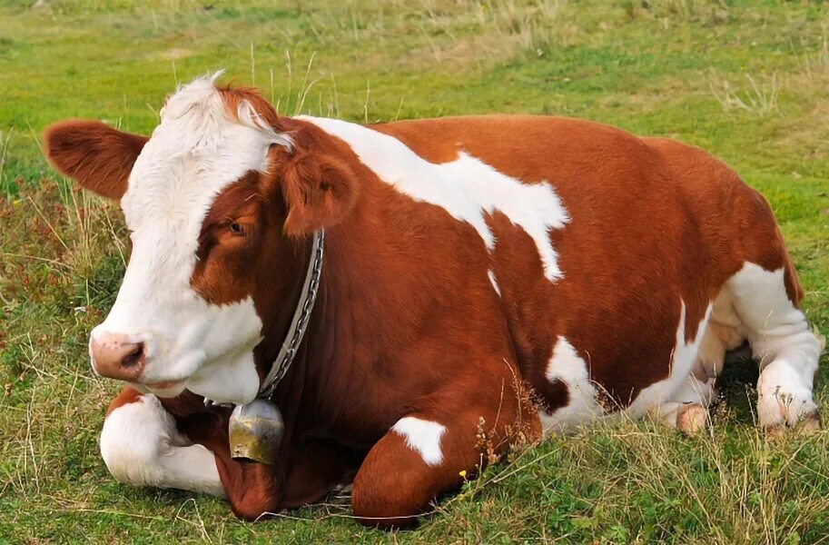 Корова. Корова лежит. Домашняя корова. Лежачая корова. Сколько стоят коровки