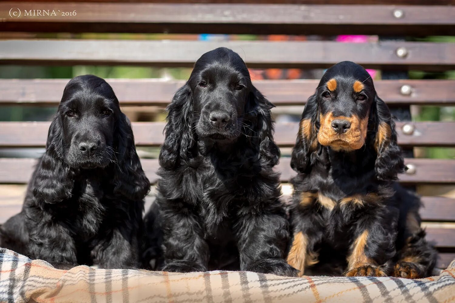 Спаниель окрасы фото. Спаниель окрасы фото. Английский кокер спаниель мерль. Кокер спаниель черно подпалый. Спаниель окрасы фото.