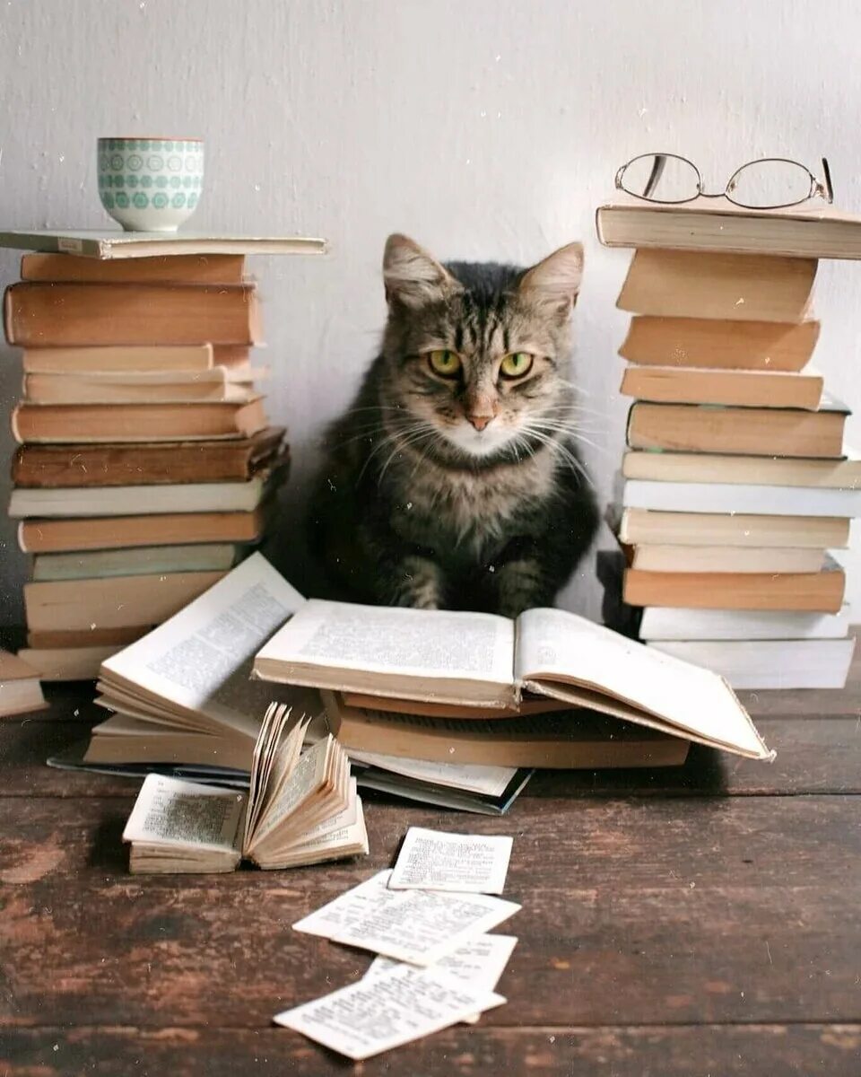 Кот читает. Умная кошечка. Умная кошечка. Важный кот. Книга котик.