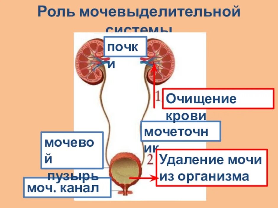 Мочеточник почечная лоханка мочеиспускательный канал мочевой пузырь. Мочевыделительная система мочевая система человека. Мочевыделительная система почки мочеточники. Выделительная система человека мочевой пузырь. Мочевыделительная система строение почки.