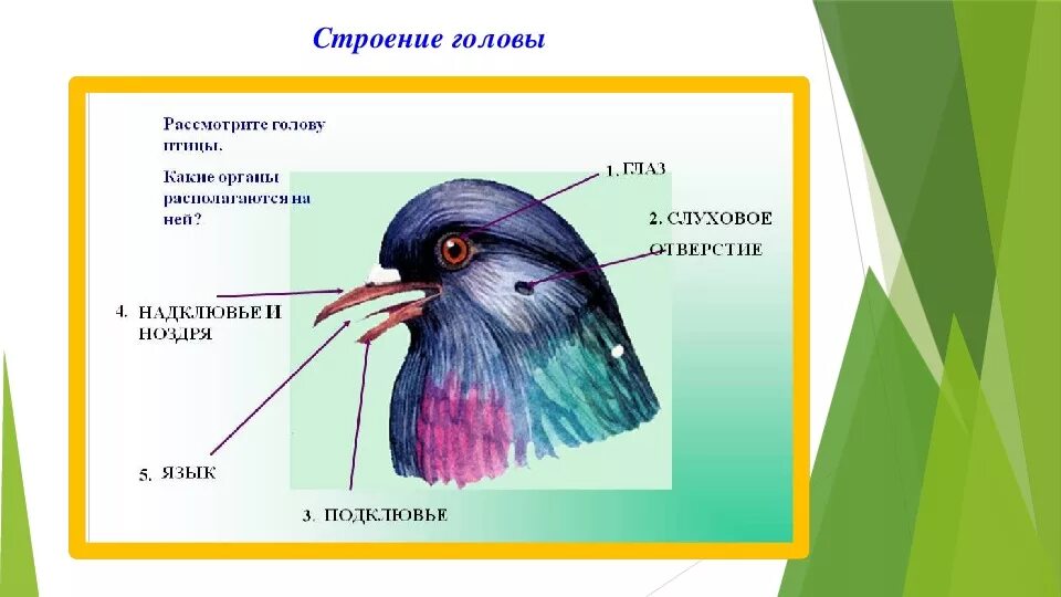 Строение головы голубя. Голова птицы размер. Внешнее строение головы птицы. Голова птицы размер. Строение птицы.