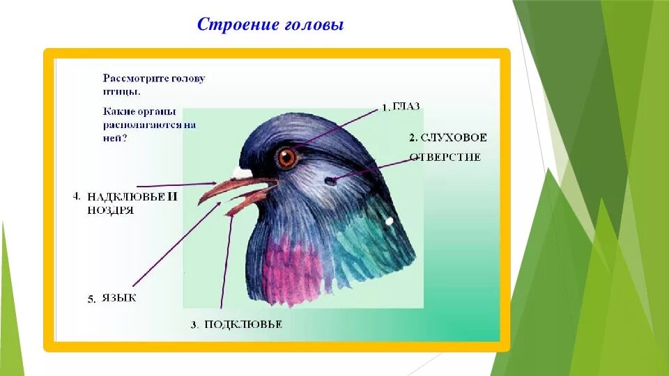 Глаза у птиц особенности. Строение головы птицы. Внешнее строение головы птицы. Строение глаза птицы.