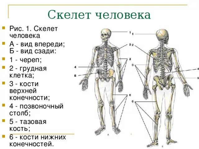 Строение скелета человека вид спереди.