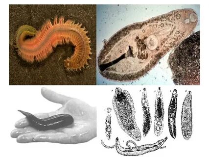 Жалаңаш кеуделі әйелдердің фотосуреттері