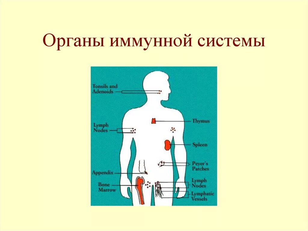 Органы иммунной системы. Центральные органы иммунной системы человека. Периферические органы иммунной системы. Органы иммунной системы иммунология.