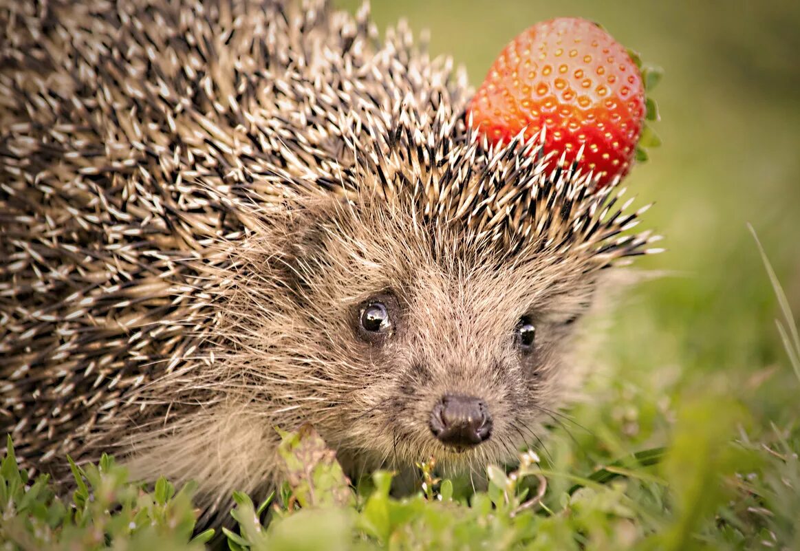 Ёжик четверо ножек. Ежик фу. Сильвупле еж. Ёжики с надписями про любовь. Ежик.