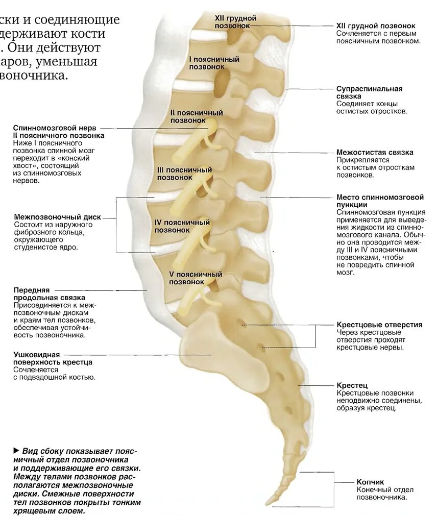 Позвоночник по отделам с номерами. Строение позвоночника s1. Строение крестцового отдела позвоночника. 3.4.5 Позвонки поясничного отдела позвоночника. Позвоночник человека номера позвонков по отделам позвоночника.