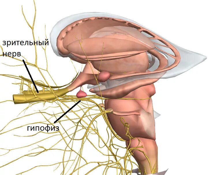 Гипофиз и зрительный нерв. Гипофиз и глазной нерв. Гипофиз Перекрест зрительных нервов. Зрительный нерв шишковидная железа.