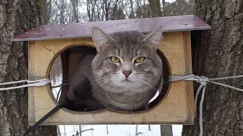 Шок коте