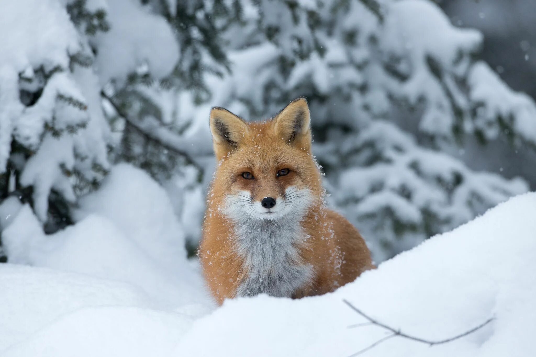 Окрас лисы летом и зимой. Лисица обыкновенная уральская. Лиса охотится на мышей зимой. Анадырская обыкновенная лисица. Лисы зимой.