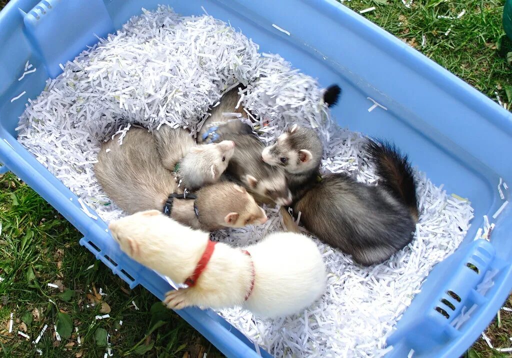 Mustela nivalis. Ласка (mustela nivalis). Хорек. Маленький зверёк похожий на хорька. Ласка краткое описание.