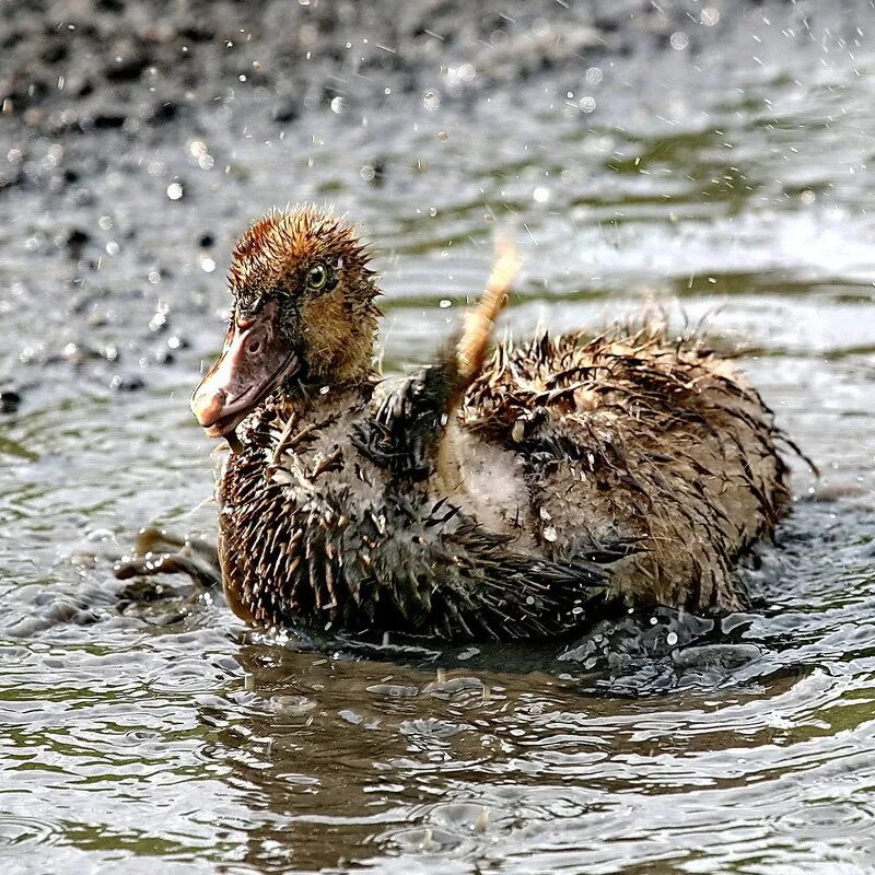 грязная утка. утки в грязи. утенок. утенок. грязные утки.