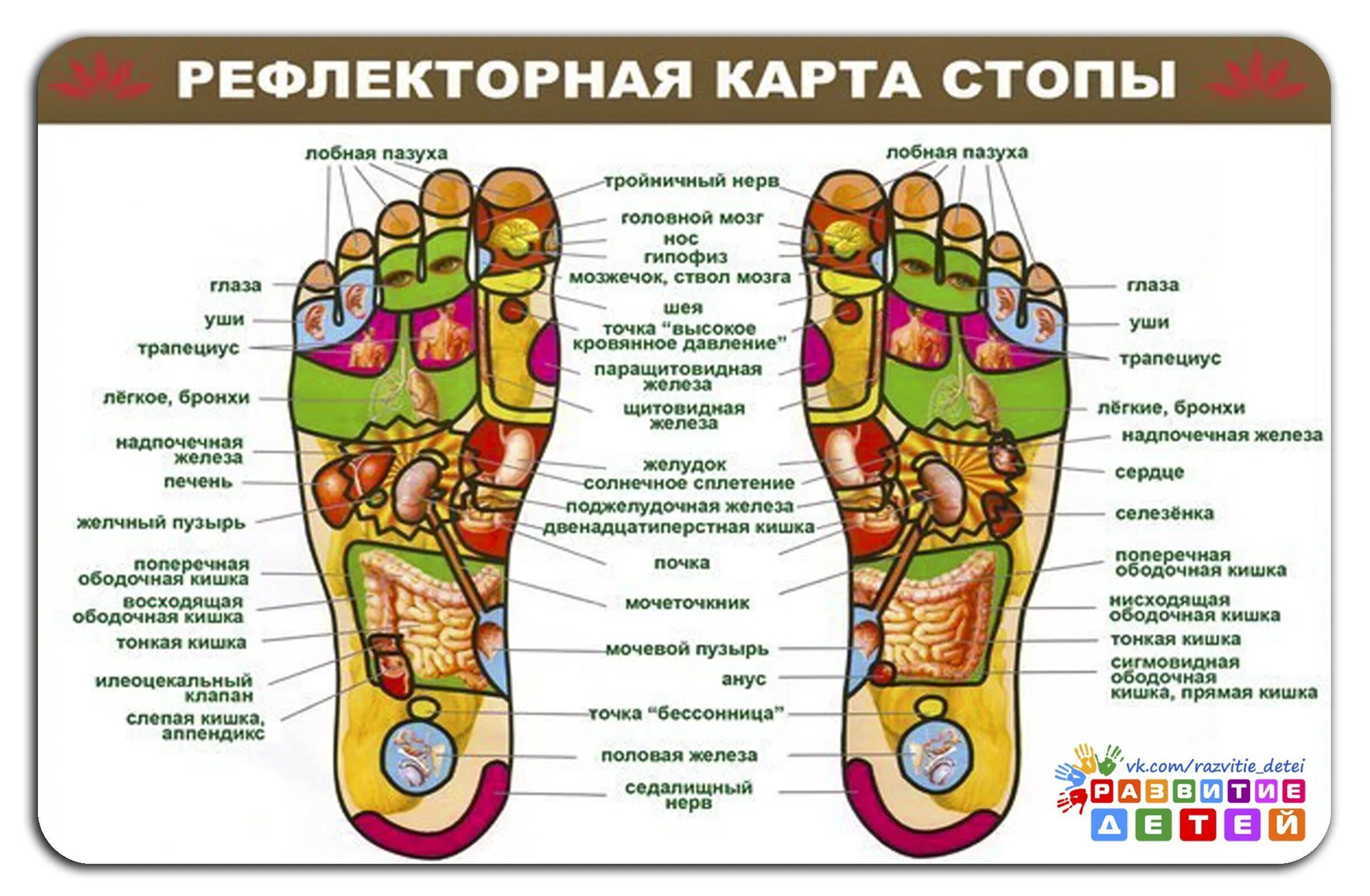 Проекция органов на стопе. Рефлекторные точки на стопе. Точки на ногах отвечающие за органы. Точки на стопе ноги отвечающие за органы. Точки на подошве ног